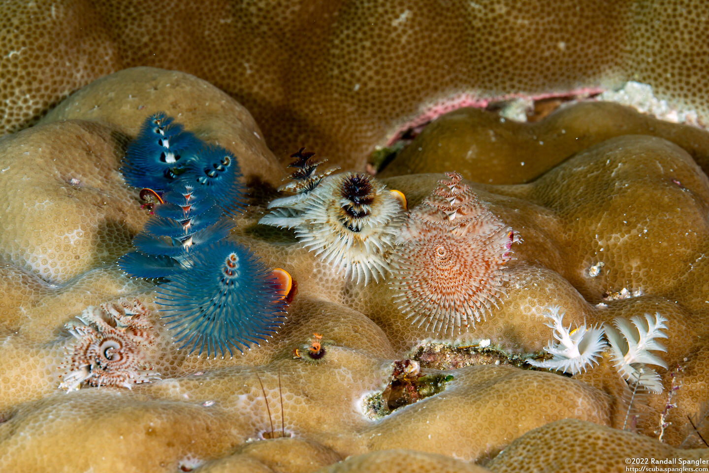 Spirobranchus sp.1 (Christmas Tree Worm)