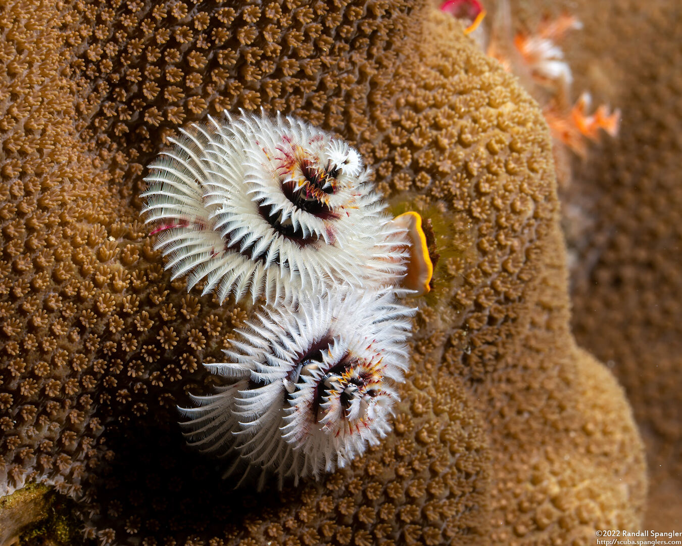 Spirobranchus sp.1 (Christmas Tree Worm)