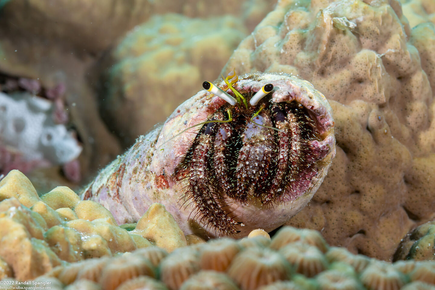 Dardanus lagopodes (Dark Knee Hermit Crab)