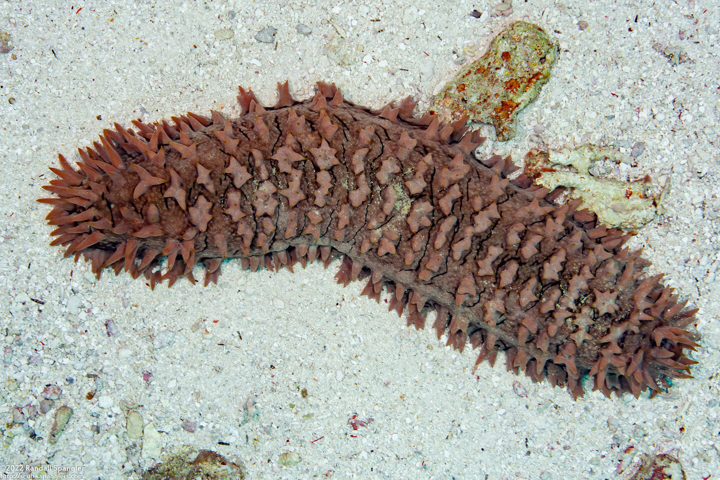 Thelenota ananas (Pineapple Sea Cucumber)