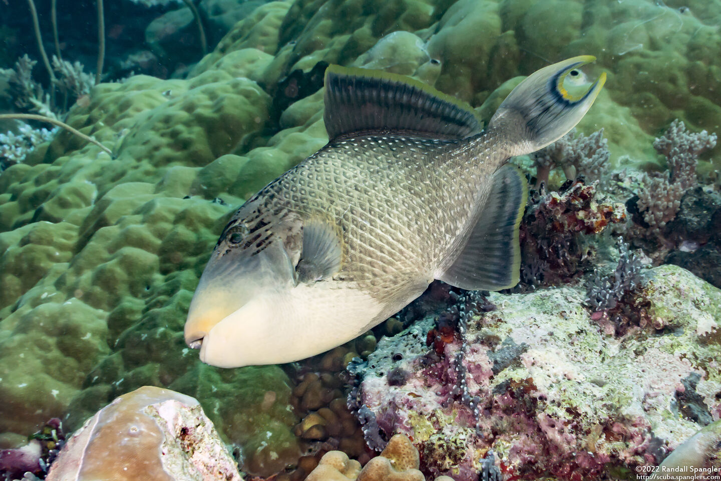 Pseudobalistes flavimarginatus (Yellowmargin Triggerfish)