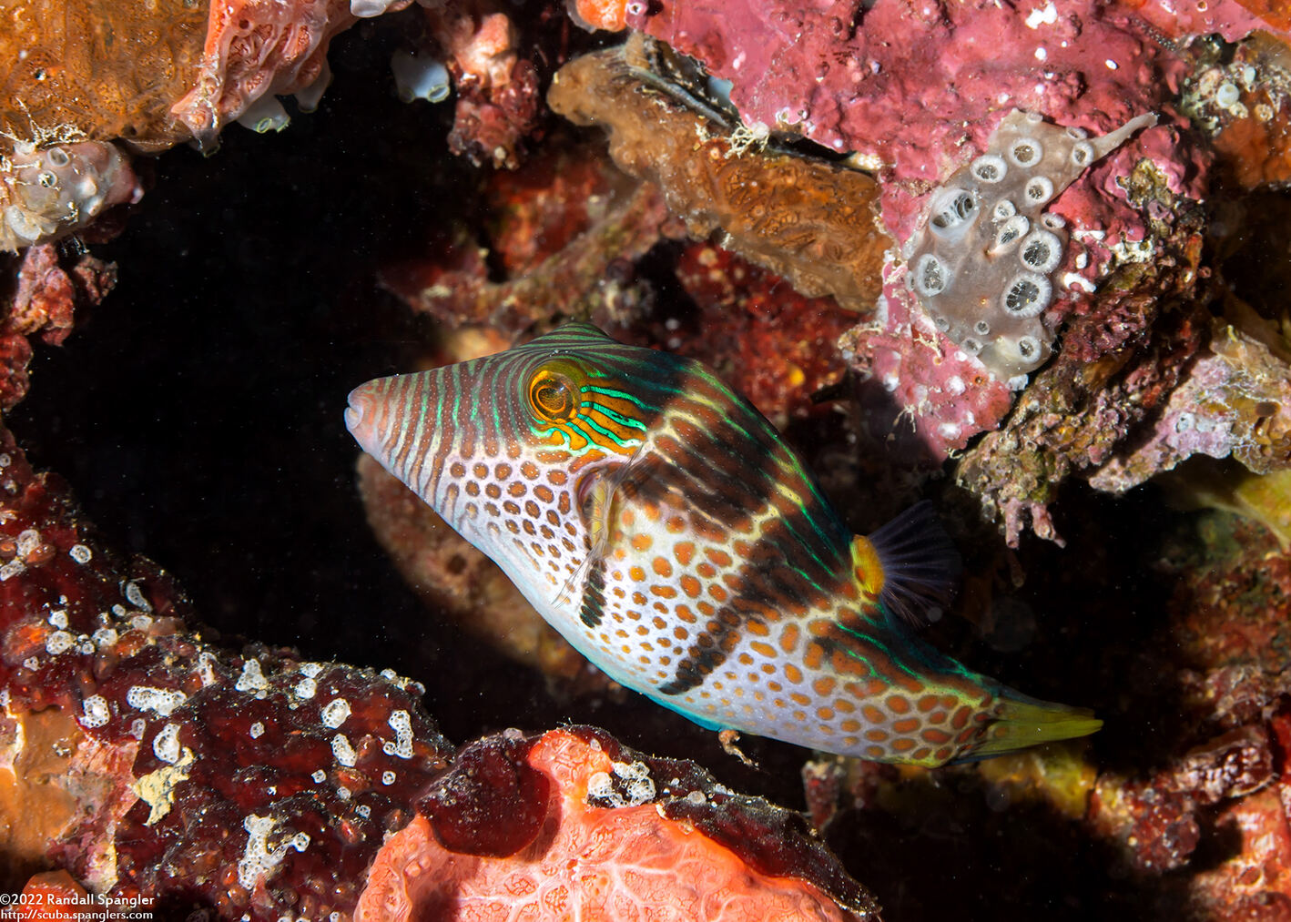 Canthigaster valentini (Black-Saddled Toby)