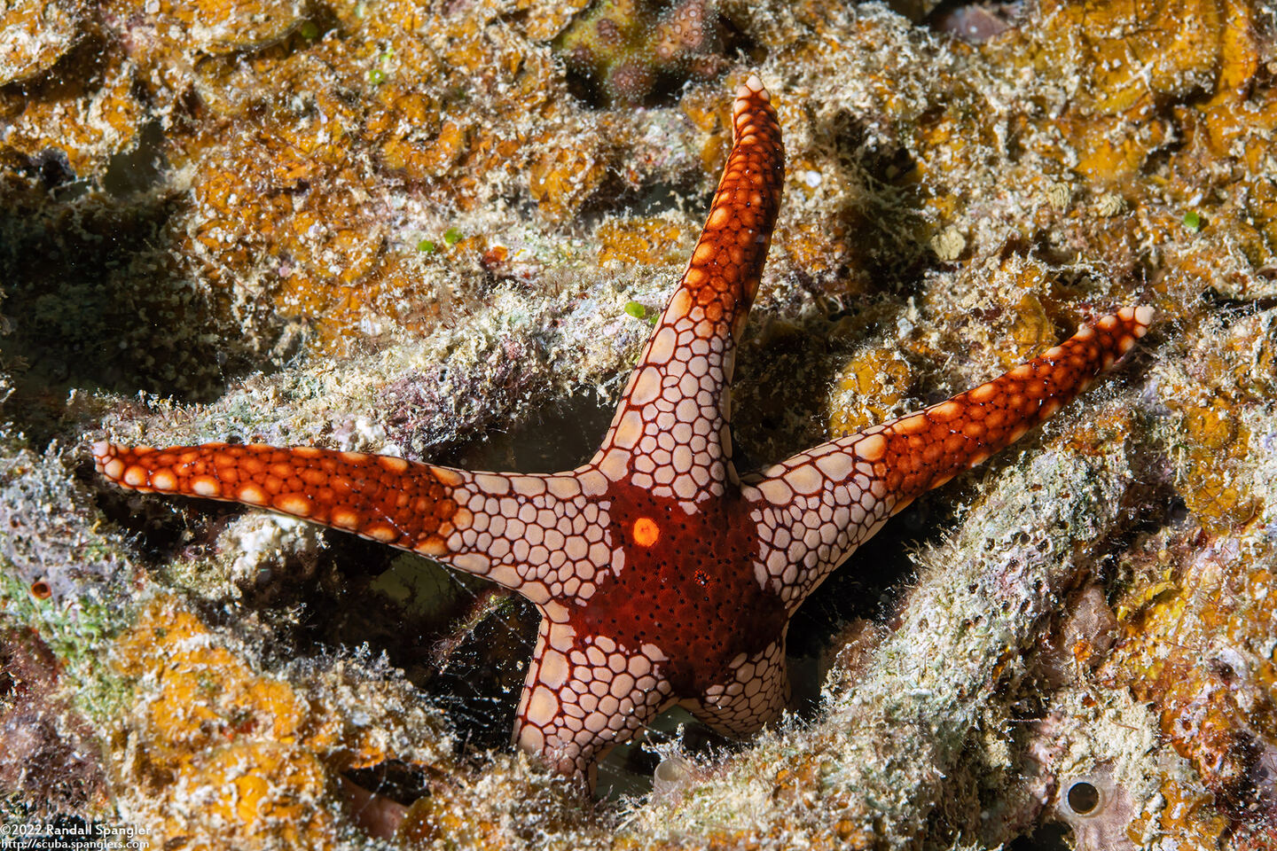 Fromia monilis (Peppermint Sea Star)