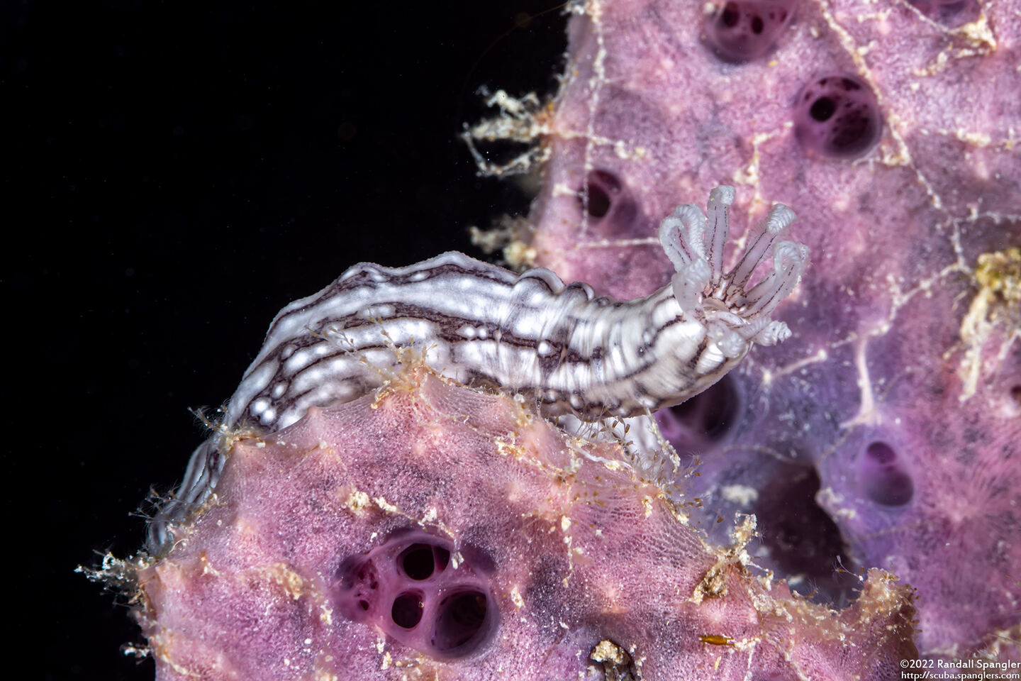 Synaptula sp.1 (Sponge Sea Cucumber)
