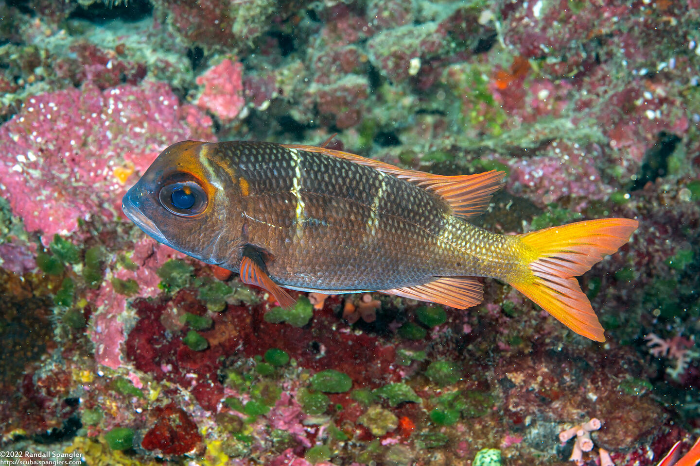 Monotaxis heterodon (Redfin Bream)