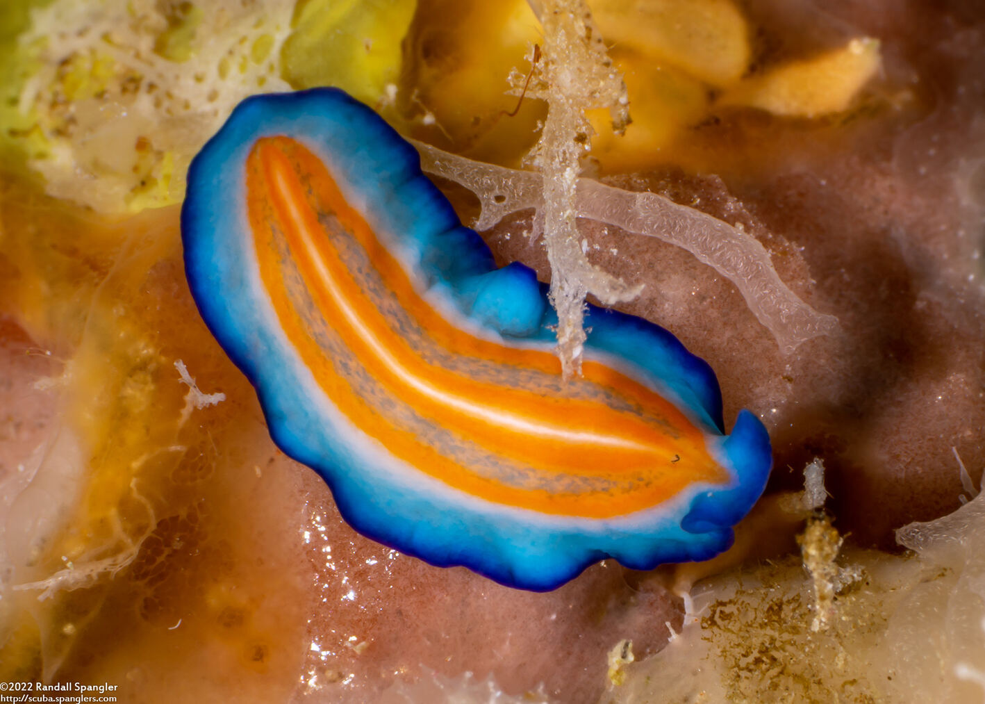 Pseudoceros sp.1 (Pseudoceros sp.1)