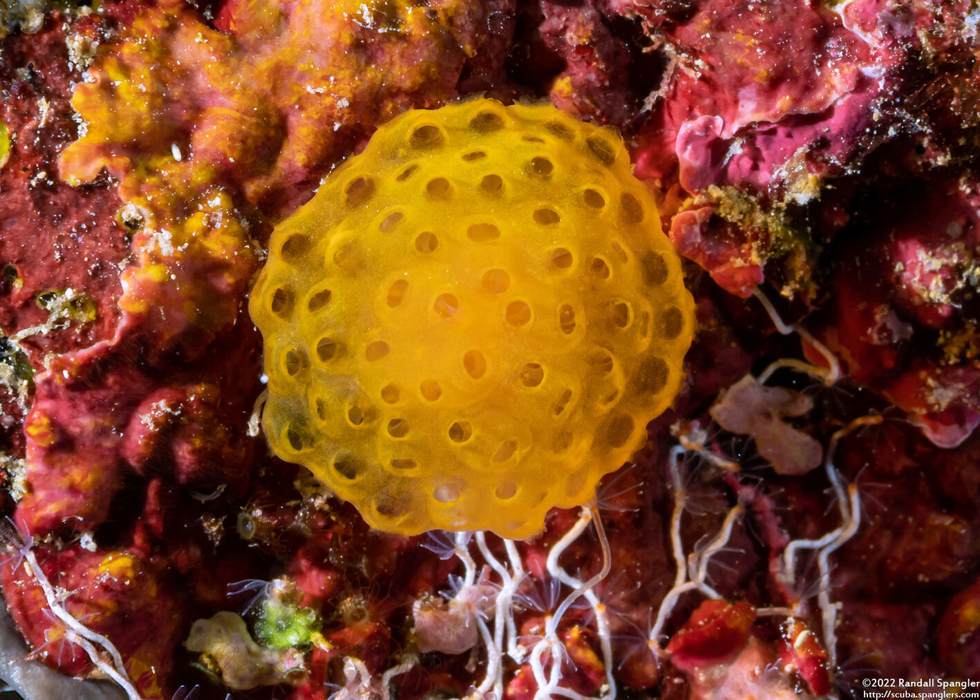 Pseudodistoma megalarva (Stalked Tunicate)