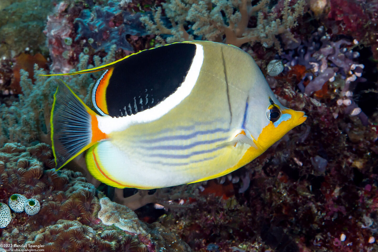 Chaetodon ephippium (Saddled Butterflyfish)