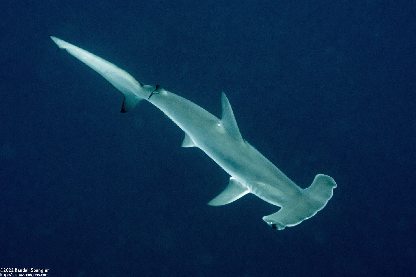 Sphyrna mokarran (Great Hammerhead)
