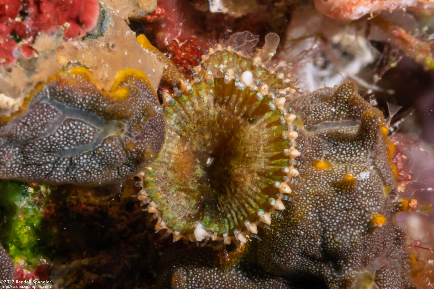 Palythoa heliodiscus (Sunray Zoanthid)