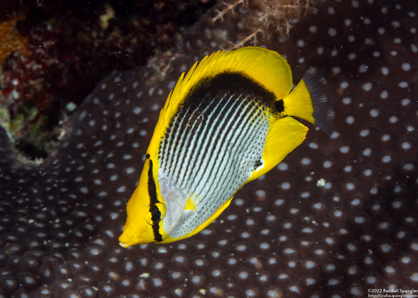 Chaetodon melannotus (Black-Backed Butterflyfish)