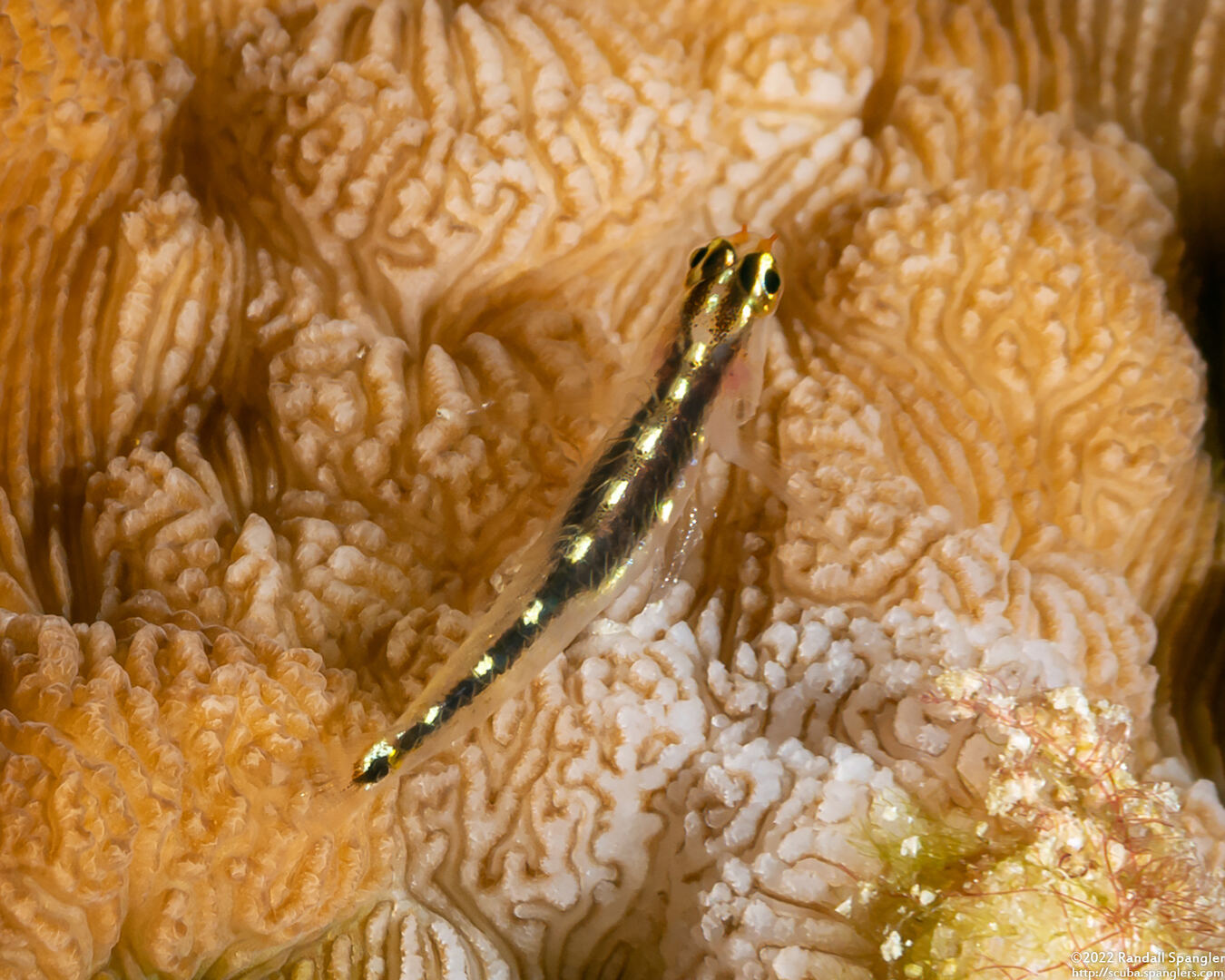 Eviota sebreei (Striped Dwarfgoby)