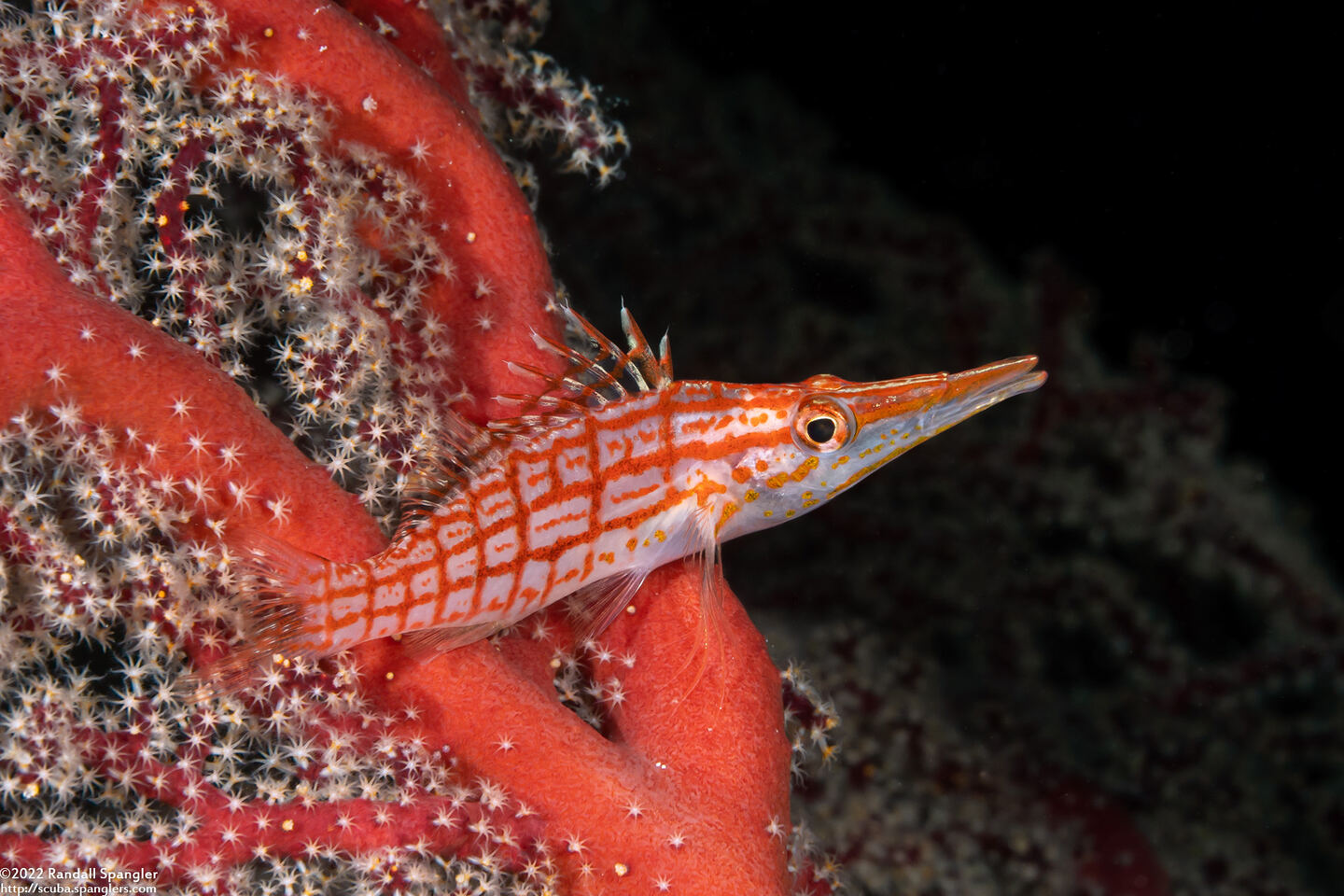 Oxycirrhites typus (Longnose Hawkfish)