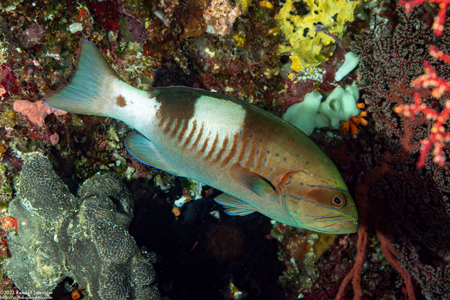 Gracila albomarginata (Masked Grouper)