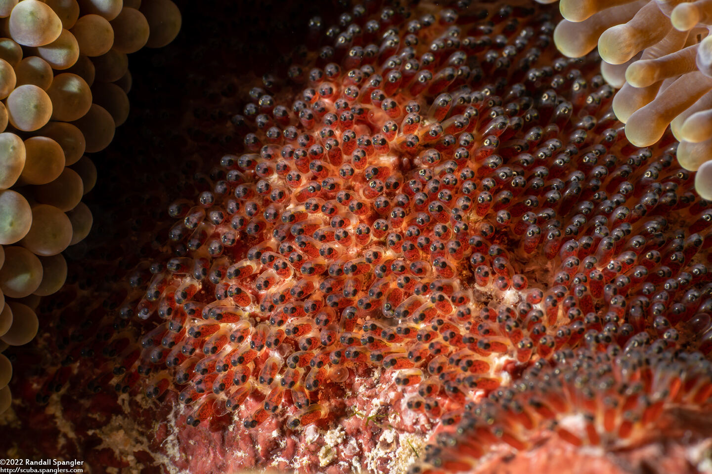 Amphiprion chrysopterus (Orangefin Anemonefish)
