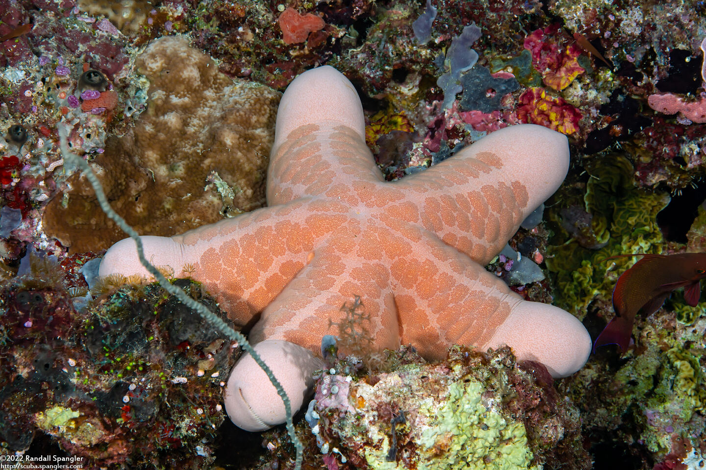 Choriaster granulatus (Granular Sea Star)