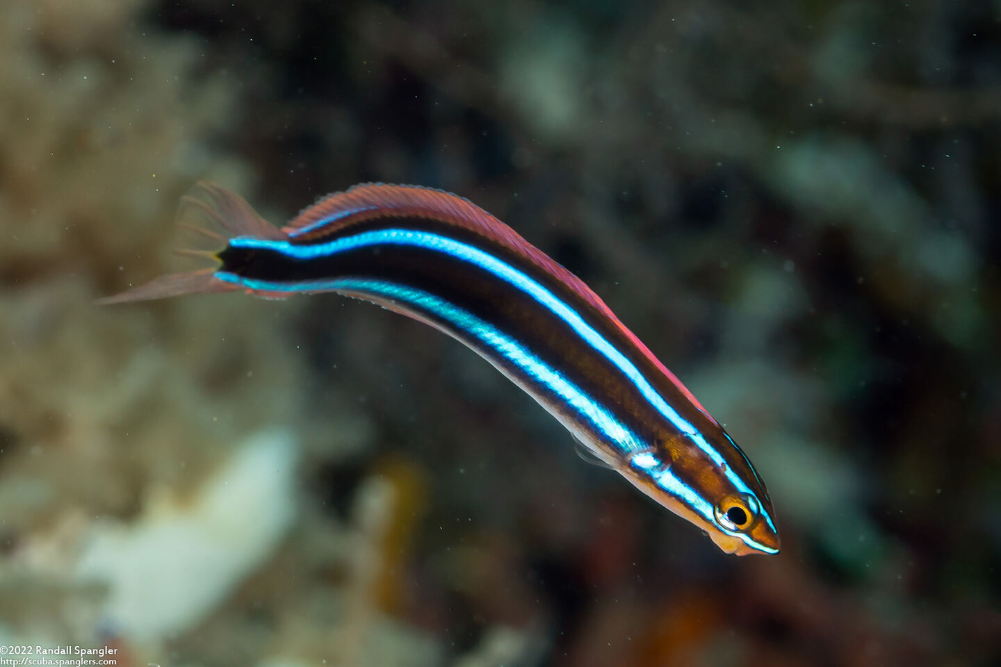 Plagiotremus rhinorhynchos (Bluestriped Fangblenny)