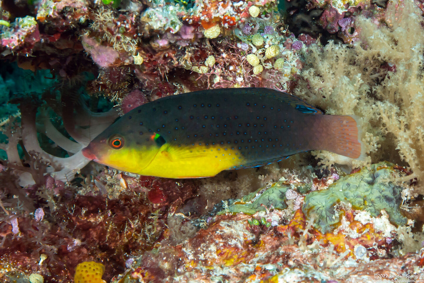 Anampses twistii (Yellow-Breasted Wrasse)