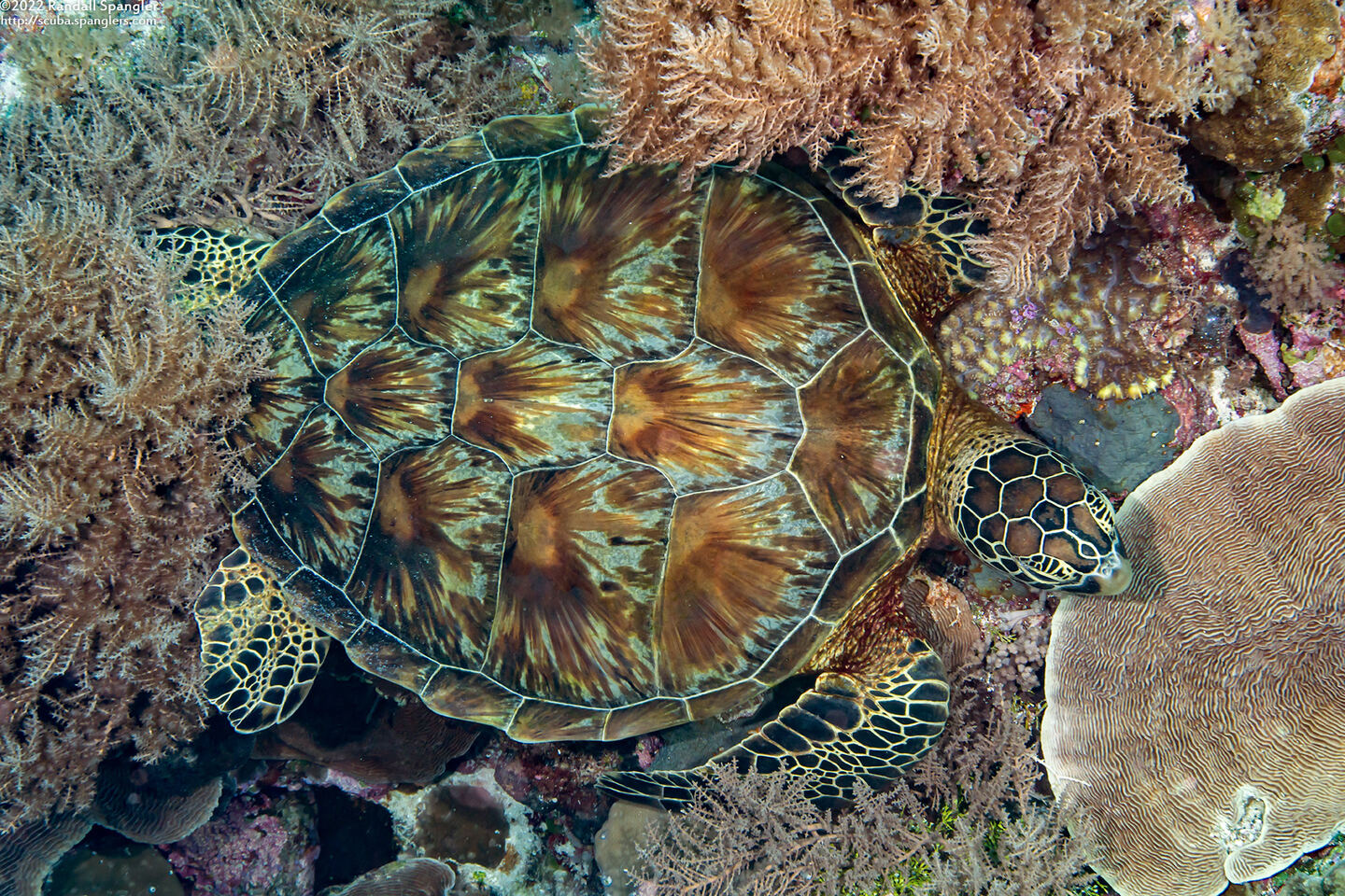 Chelonia mydas (Green Sea Turtle)