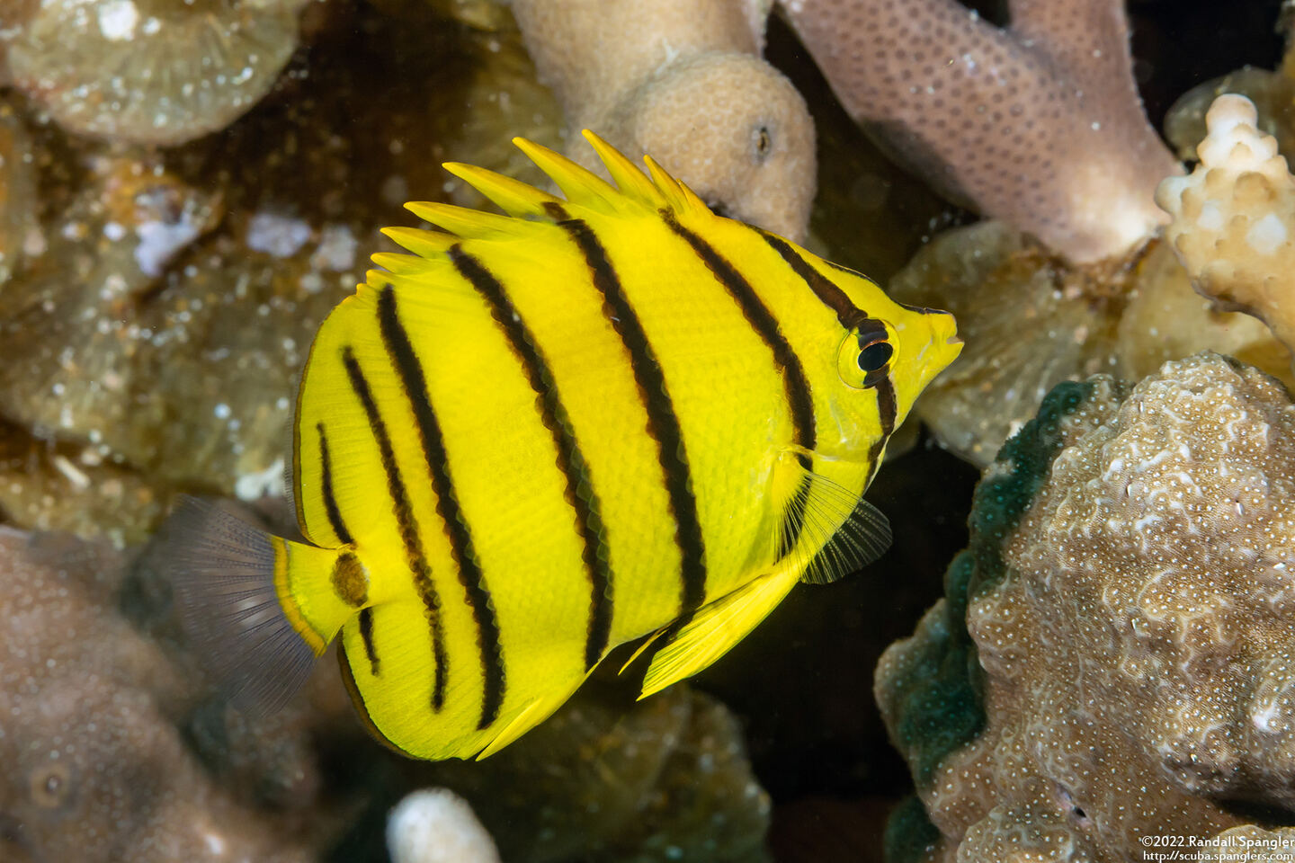 Chaetodon octofasciatus (Eight-Banded Butterflyfish)