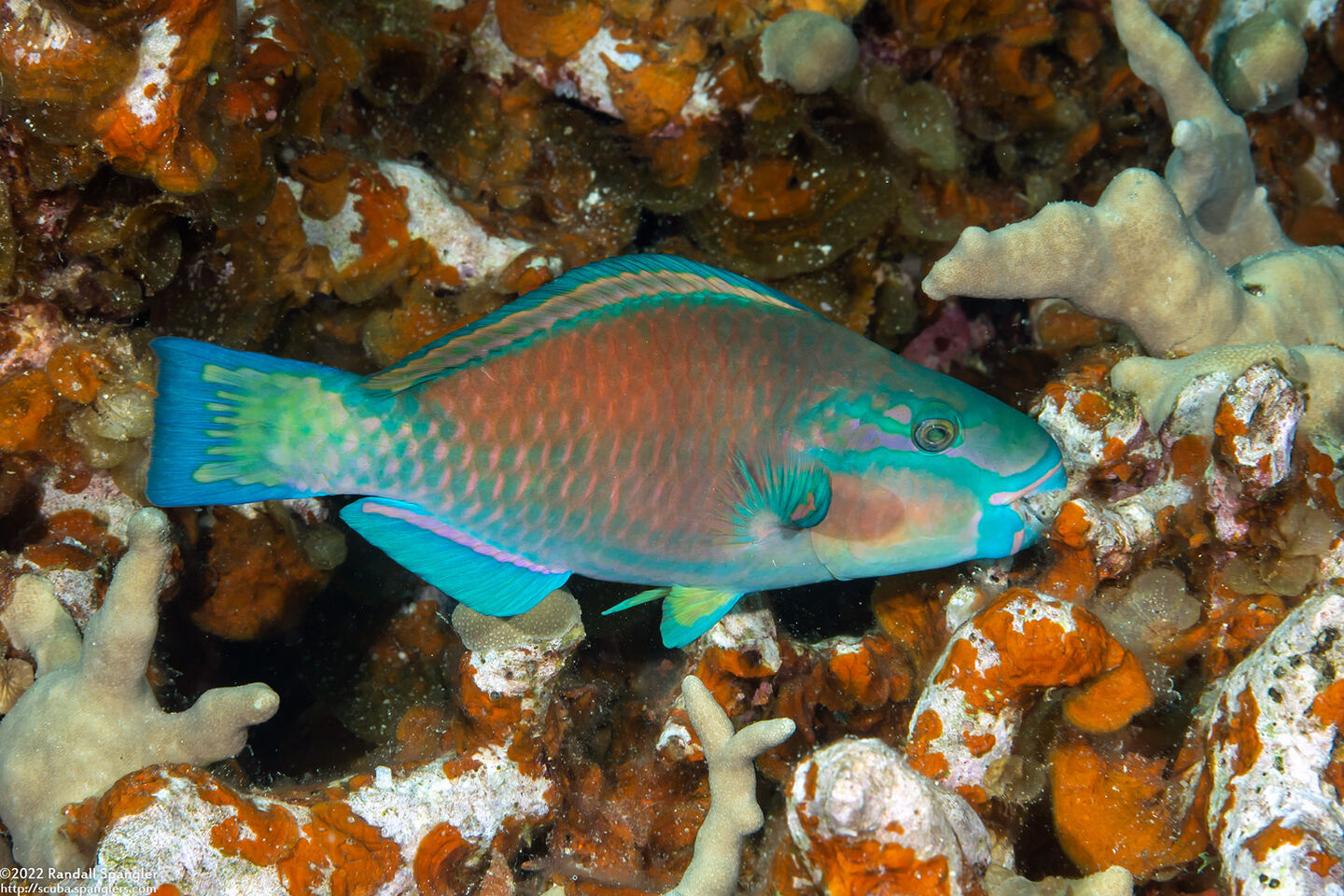 Chlorurus spilurus (Bullethead Parrotfish)