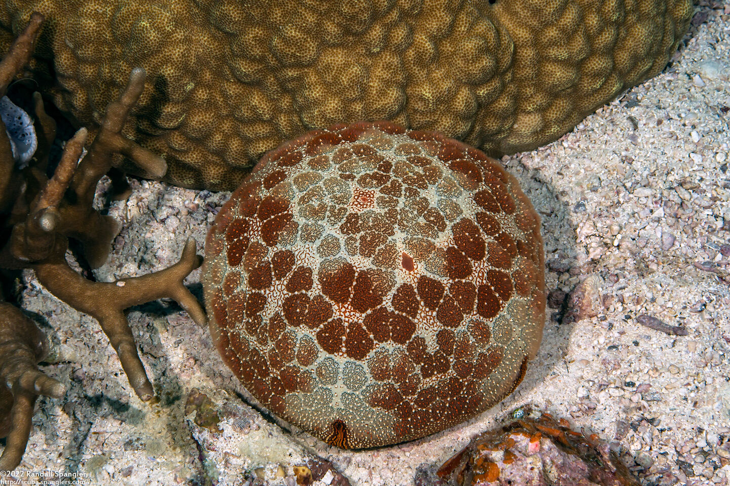 Culcita novaeguineae (Cushion Star)