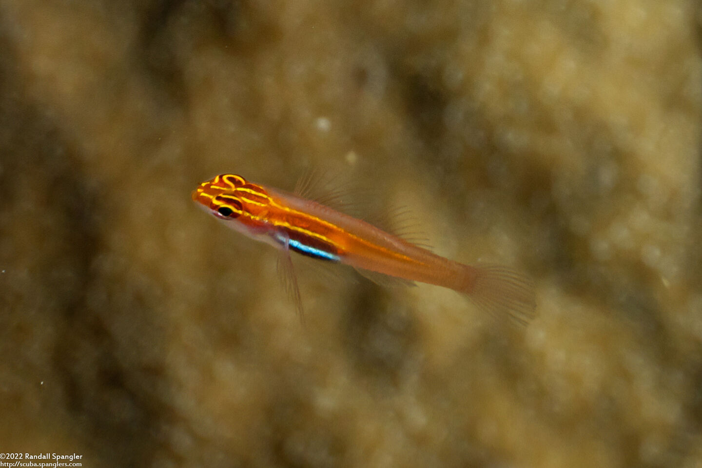 Eviota atriventris (Neon Dwarfgoby)