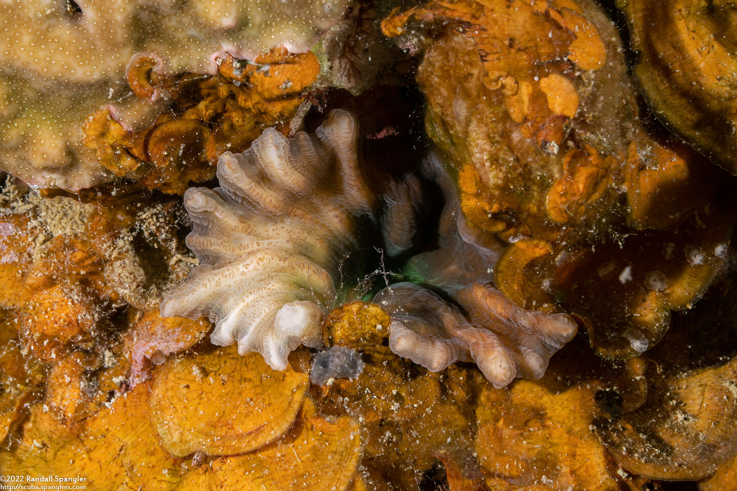 Pectinia paeonia (Peony Coral)