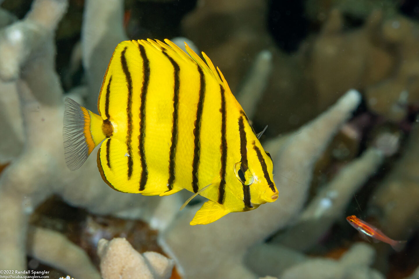Chaetodon octofasciatus (Eight-Banded Butterflyfish)