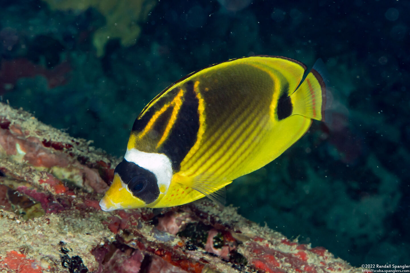 Chaetodon lunula (Raccoon Butterflyfish)
