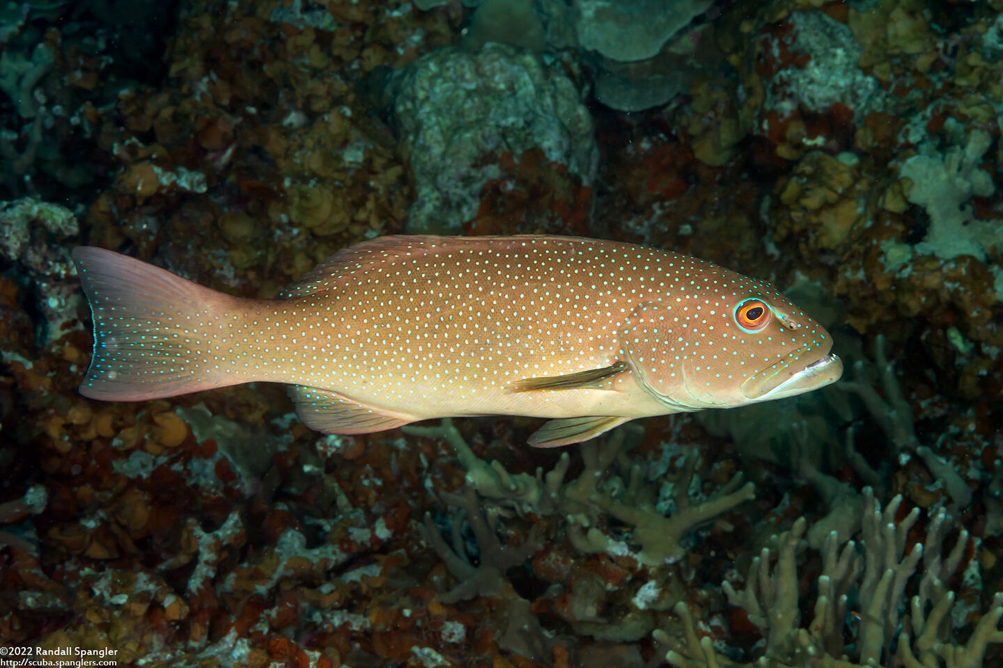 Plectropomus leopardus (Leopard Coral Grouper)