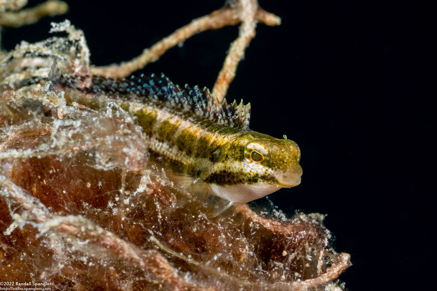Petroscirtes breviceps (Shorthead Fangblenny)