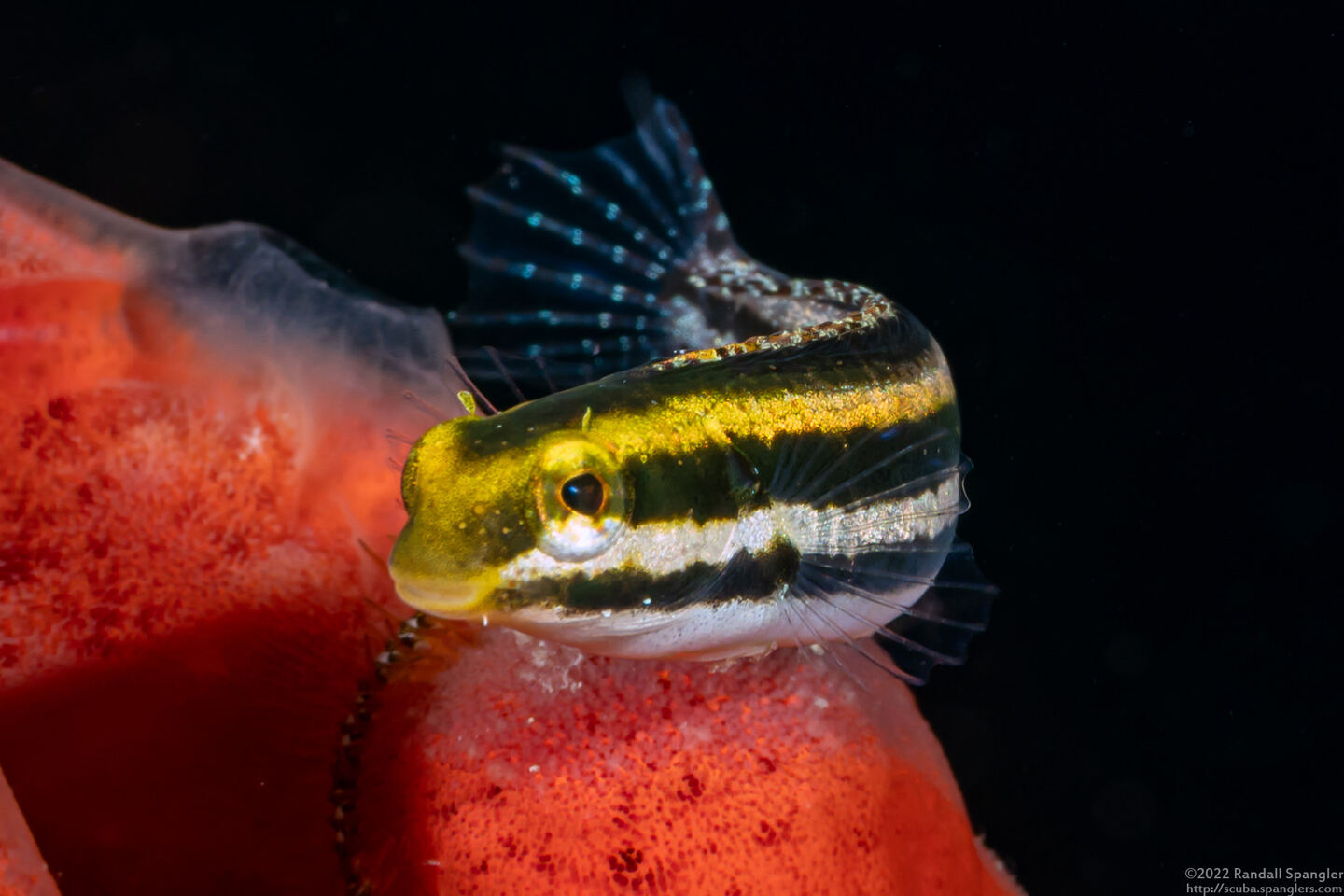 Petroscirtes breviceps (Shorthead Fangblenny)