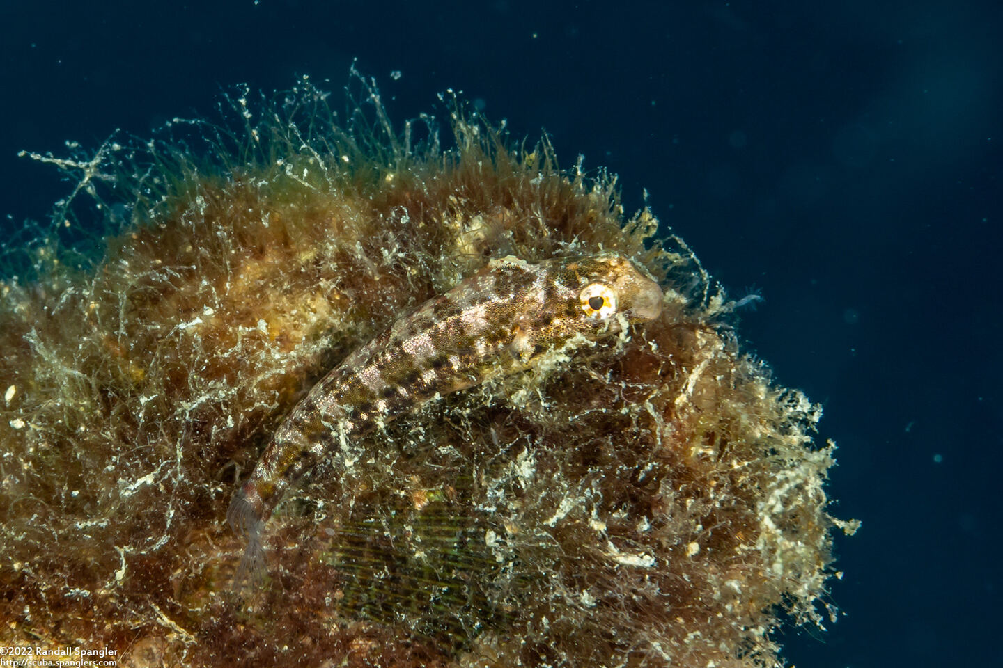Petroscirtes variabilis (Variable Fangblenny)