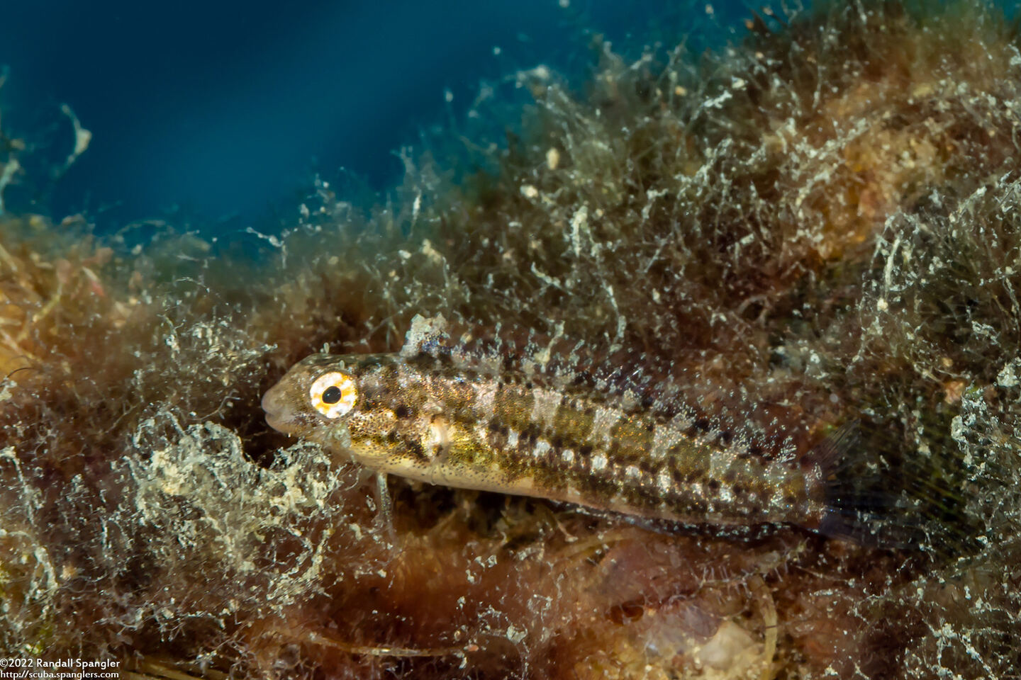 Petroscirtes variabilis (Variable Fangblenny)