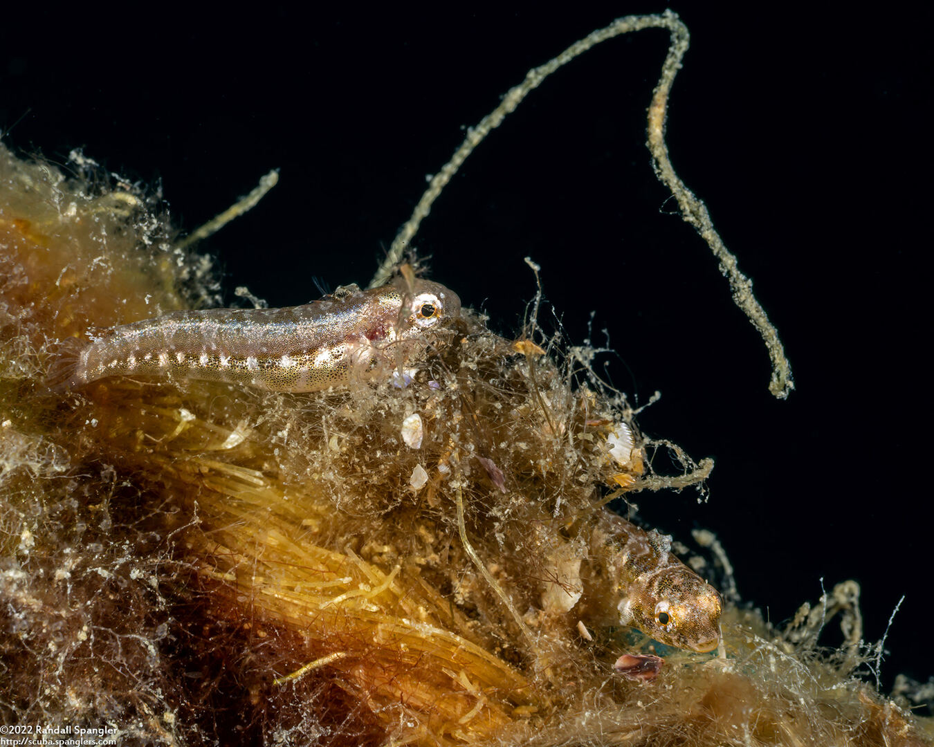 Petroscirtes variabilis (Variable Fangblenny)
