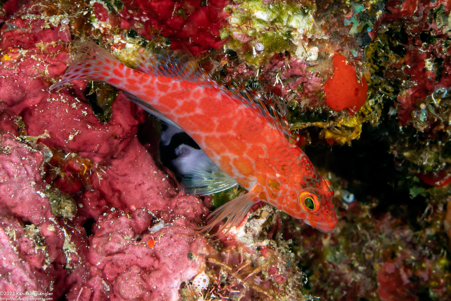 Cirrhitichthys oxycephalus (Pixy Hawkfish)