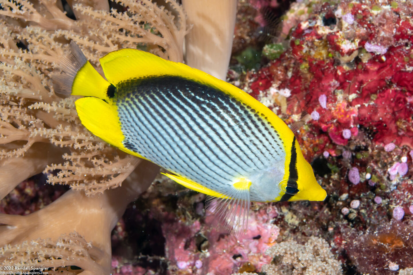 Chaetodon melannotus (Black-Backed Butterflyfish)