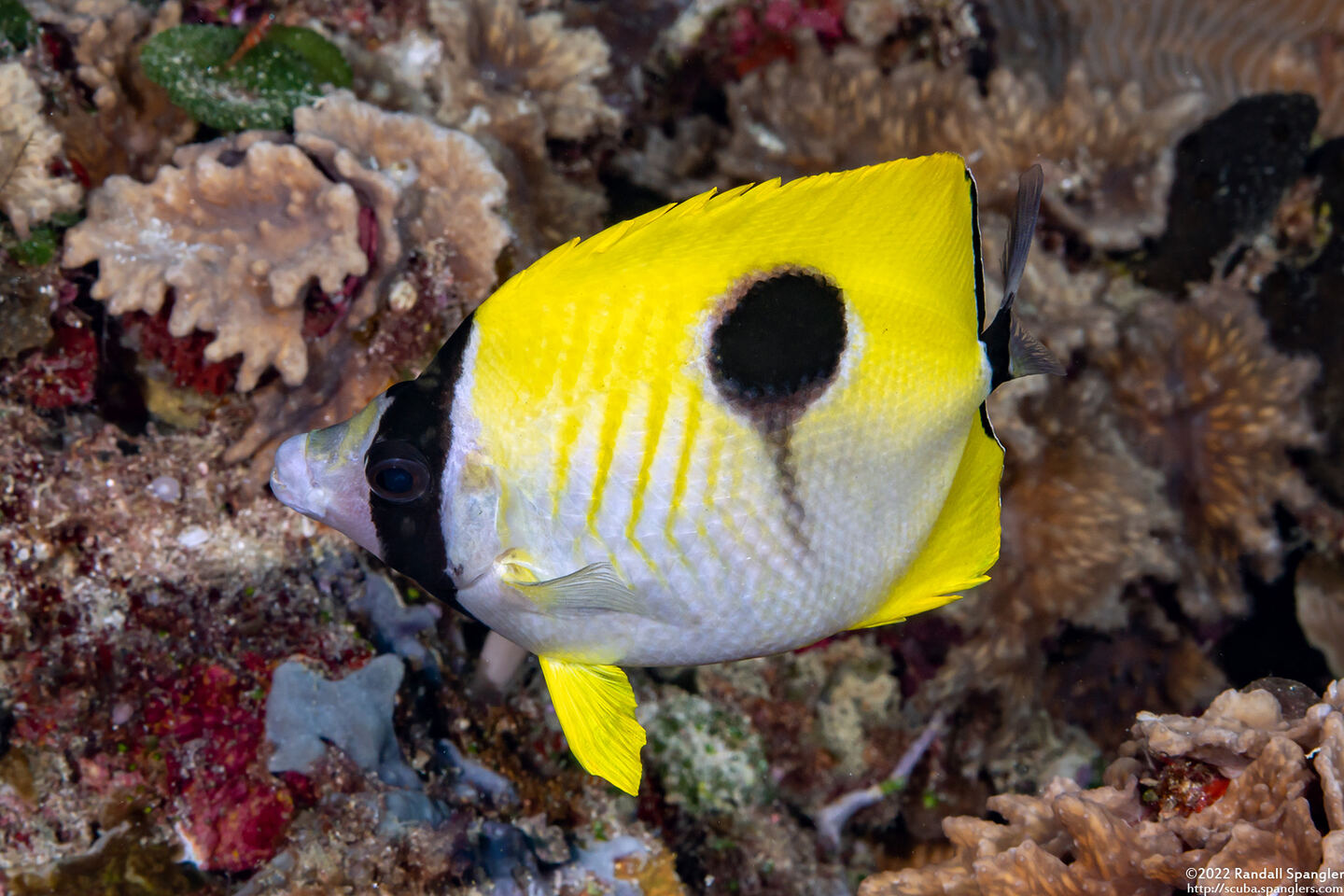 Chaetodon unimaculatus (Teardrop Butterflyfish)