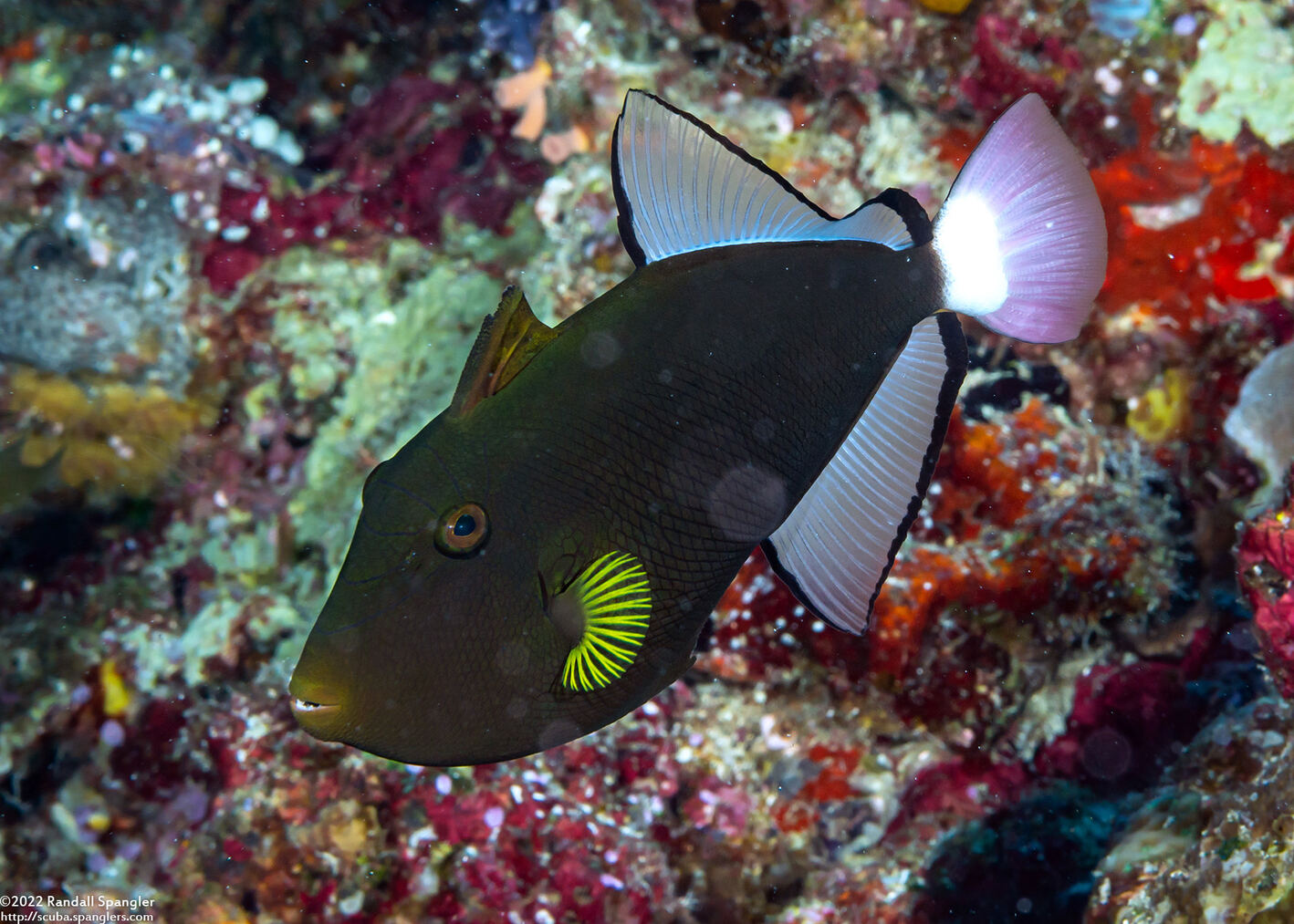 Melichthys vidua (Pinktail Triggerfish)