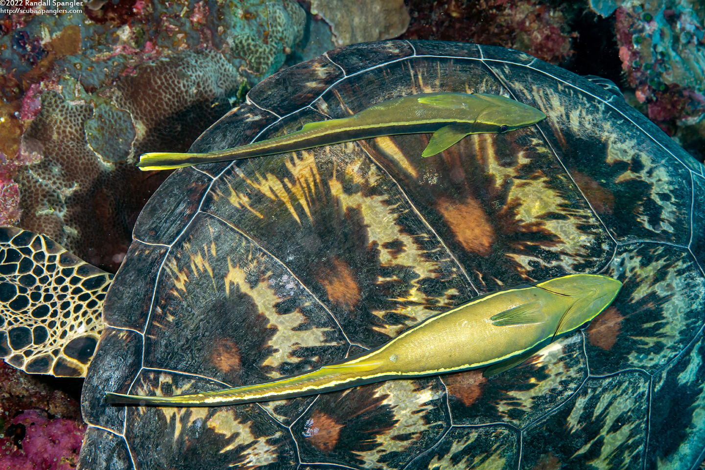 Echeneis naucrates (Sharksucker)