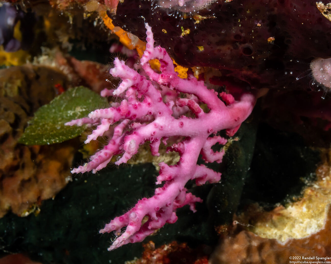 Stylaster sanguineus (Stylaster Sanguineus)