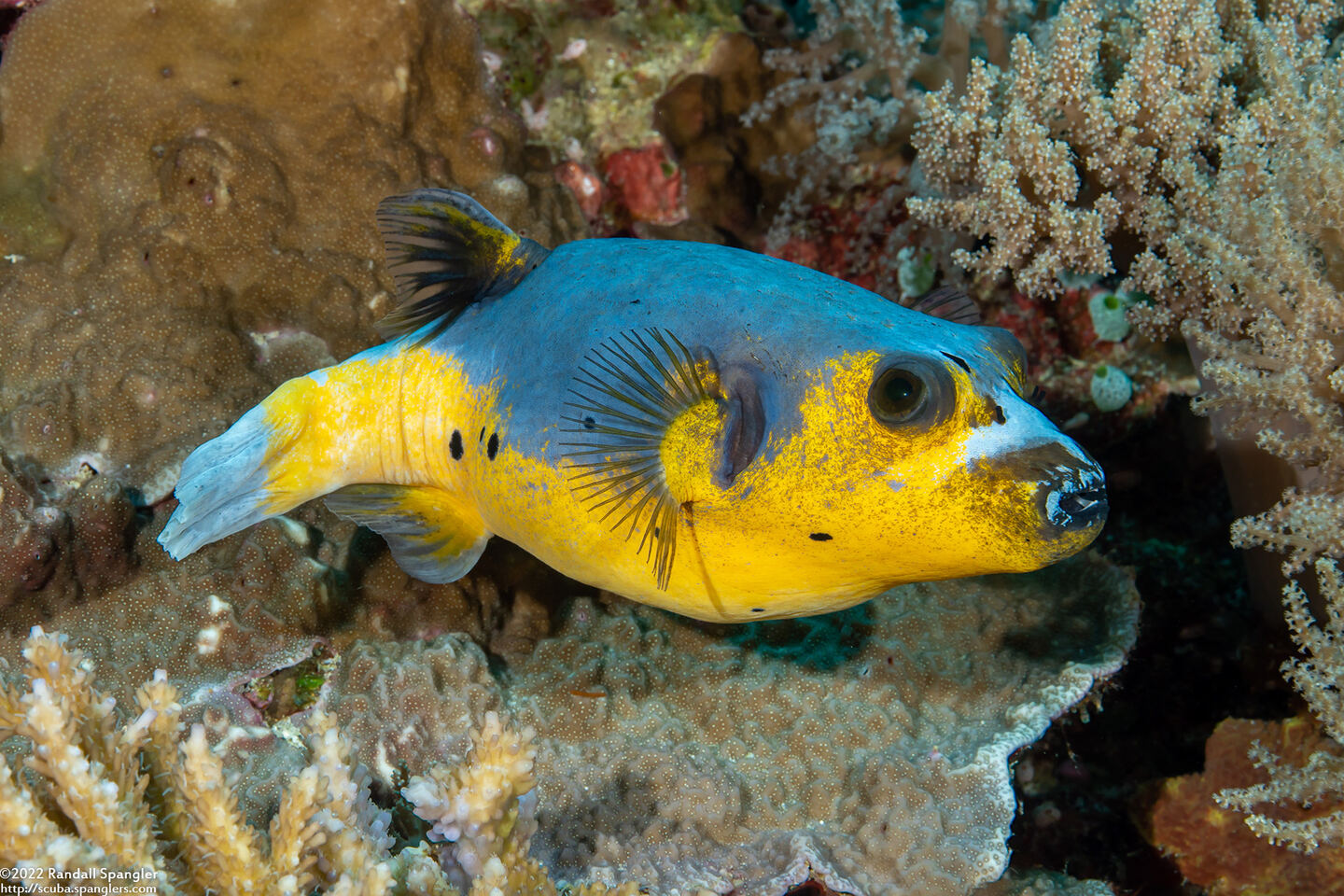 Arothron nigropunctatus (Blackspotted Puffer)