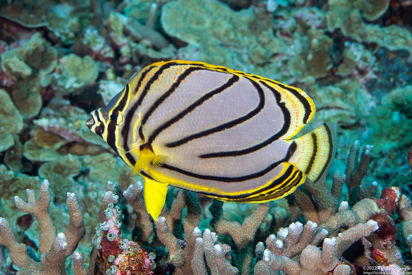 Chaetodon meyeri (Meyer's Butterflyfish)