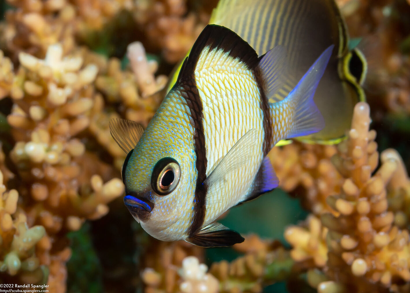 Dascyllus reticulatus (Reticulated Dascyllus)