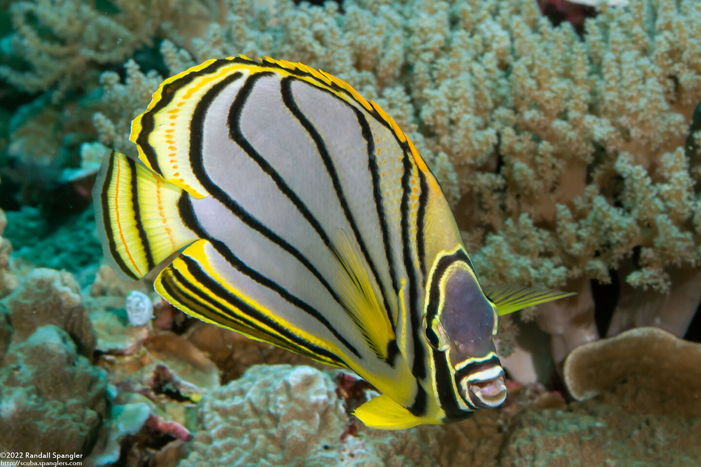 Chaetodon meyeri (Meyer's Butterflyfish)