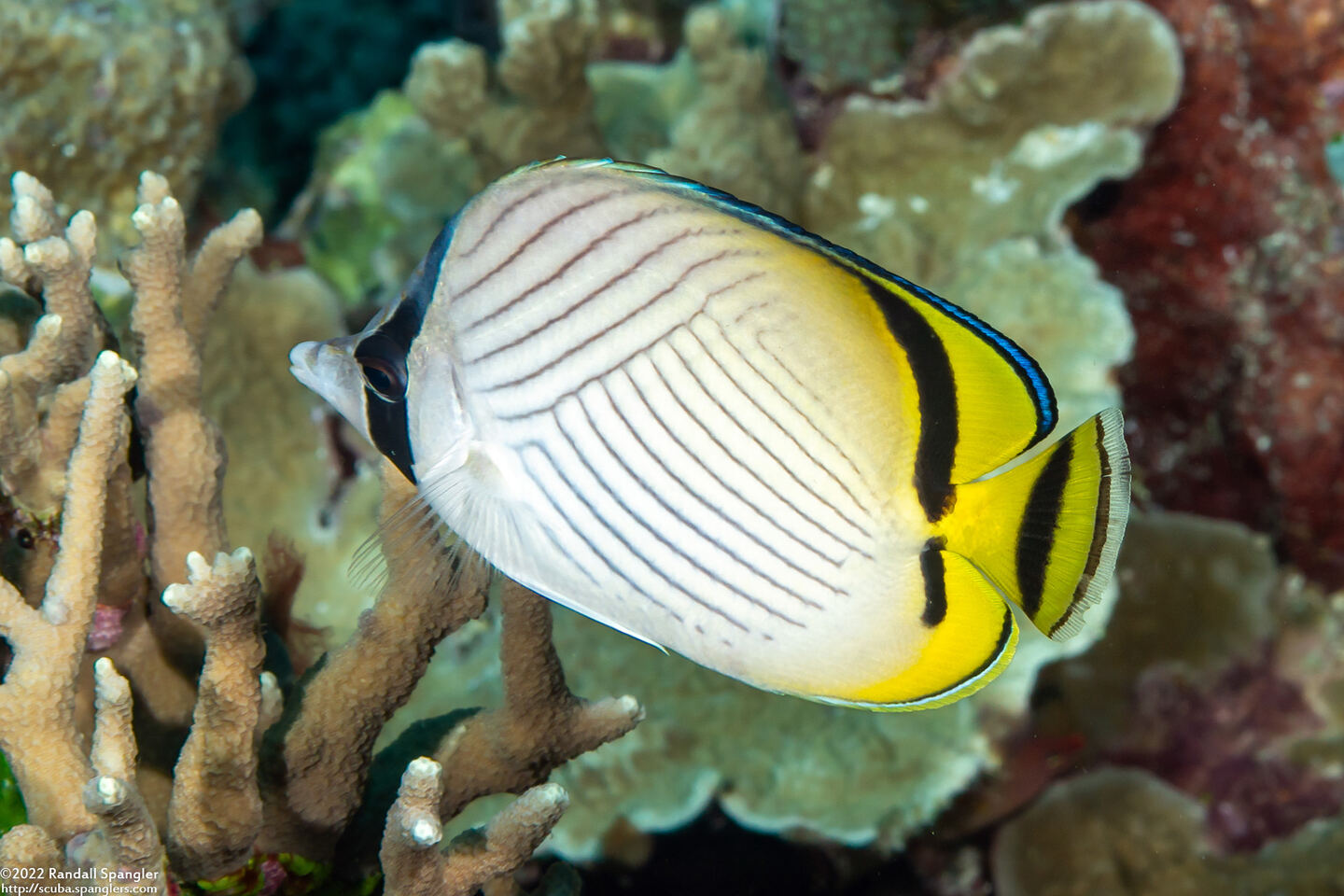 Chaetodon vagabundus (Vagabond Butterflyfish)