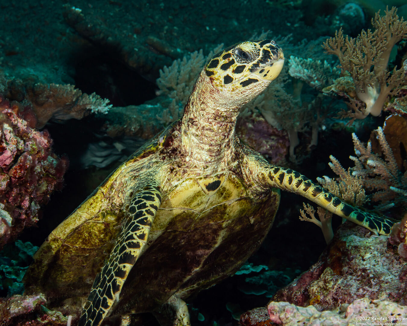 Chelonia mydas (Green Sea Turtle)