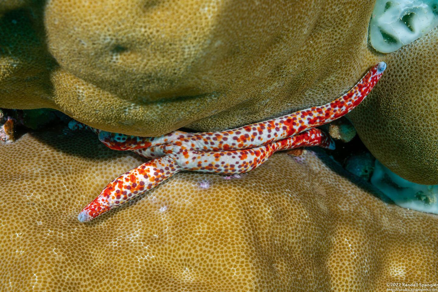 Linckia multifora (Multipore Sea Star)
