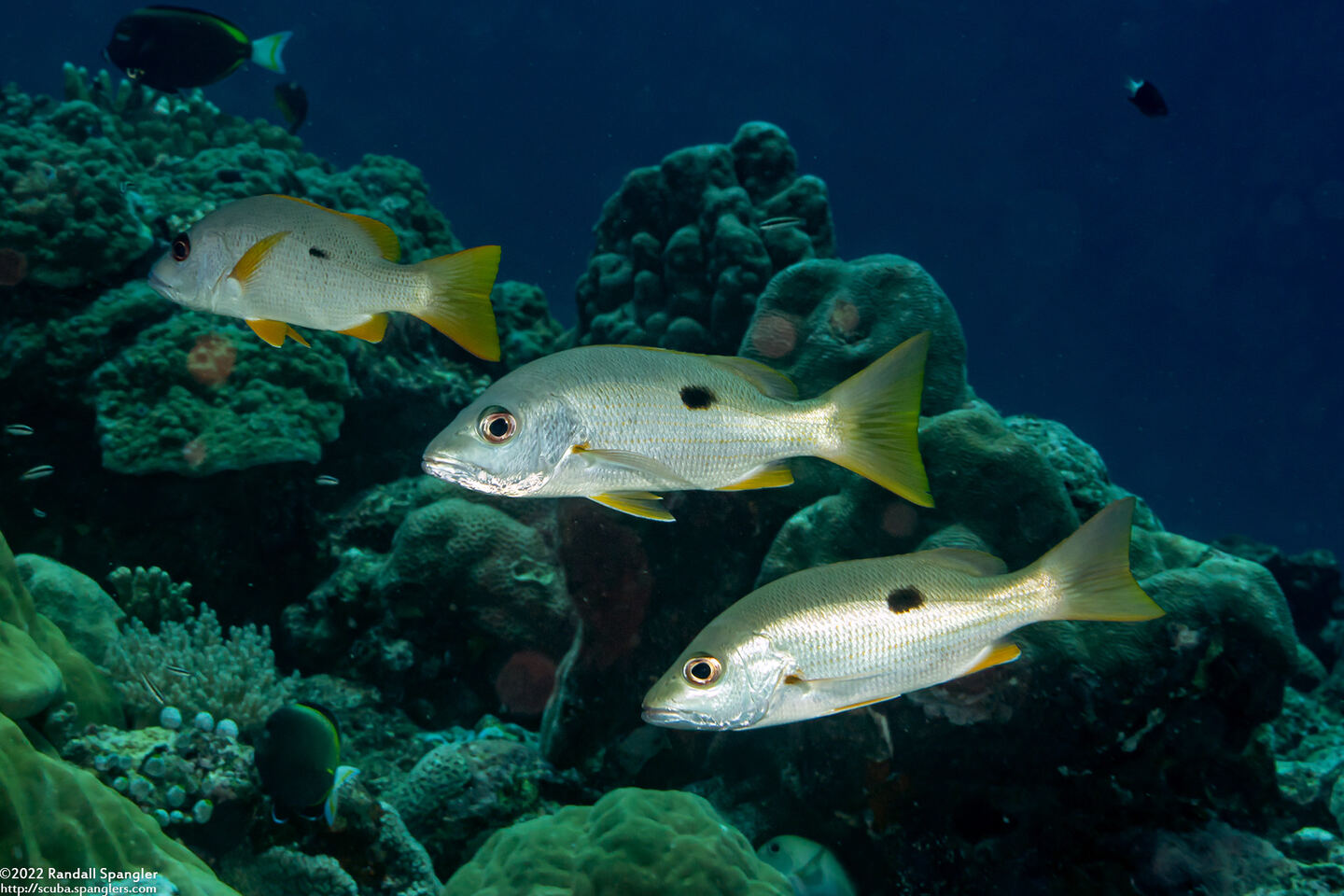 Lutjanus monostigma (Onespot Snapper)